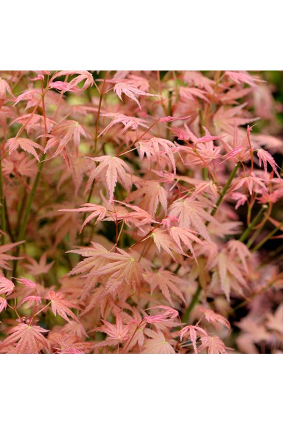 Клен японський Фенікс дорослому віці